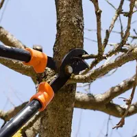 هرس و اصلاح درختان