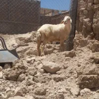 بره قوچ پوست گاوی