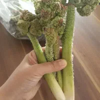 ریواس تازه وخوشمزه الموت شرقی