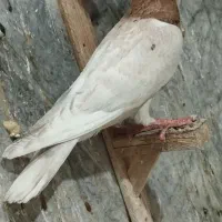 کفتر|پرنده|چناران, |دیوار