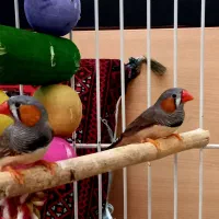فنچ نر با قفس