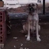 واگذاری سگ کانگال ماده