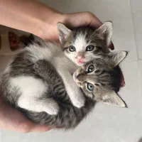 واکذاری گربه رایگان