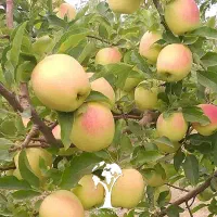 فروشنهالتضمینیدرنهالستانخورشید|خدمات باغبانی و درختکاری|سراب, |دیوار