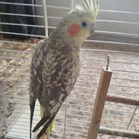 عروس هلندی|پرنده|شیراز, مهدی‌آباد|دیوار