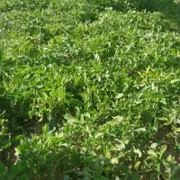 نشا گوجه وفلفل وبادمجان روستای فیال درجه یک