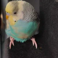 مرغ عشق گم شوده