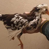 جوجه گلین|حیوانات مزرعه|گرگان, |دیوار