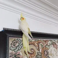 جوجه عروس هلندی