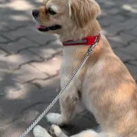 سگ نژاد پیکینیز