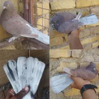 10 عدد حیوون درجه یک|پرنده|اردکان, |دیوار