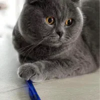 گربه اسکاتیش بریتیش بلو