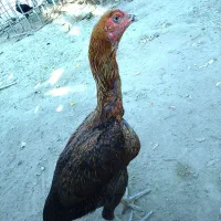 مرغ|حیوانات مزرعه|میناب, |دیوار