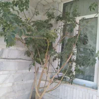 گل شفلرا فروشی|گل و گیاه طبیعی|زنجان, |دیوار