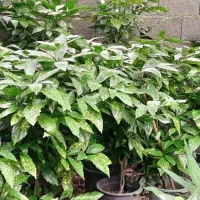 فروش گل آکوبا و عبایی و پای مورت|گل و گیاه طبیعی|کلاچای, |دیوار
