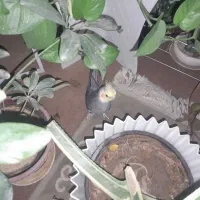 جفت عروس هلندی|پرنده|خمینیشهر, |دیوار