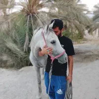 اسب کرد|اسب و تجهیزات اسبسواری|بندر کنگان, |دیوار