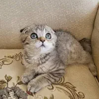 کانال گربه‌ها (پرشین/بریتیش/اسکاتیش)|گربه|کرمانشاه, |دیوار