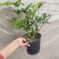 گل های آپارتمانی مناسب هدیه روز مادر|گل و گیاه طبیعی|مرودشت, محمد آباد|دیوار