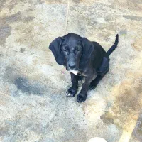 سگ پوینتر المانی دنلانی