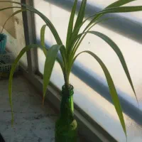 قلمه|گل و گیاه طبیعی|کرج, حصارک بالا|دیوار