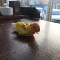 طوطی برزیلی