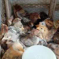 جوجه بلدرچین