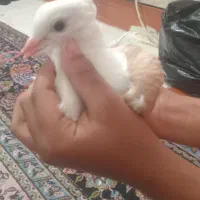 کبوتر|پرنده|خرمشهر, |دیوار
