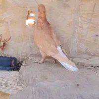 کبوترنروماده زرده دوم سفید|پرنده|شیراز, شهرک گلها|دیوار
