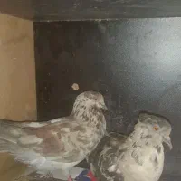 کبوتر معاوضه