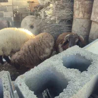 ۳عدد بره پرگوشت درجه یک|حیوانات مزرعه|اهواز, کیانشهر|دیوار