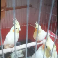 سلام ۴تاپرنده سرحال سالم  واس فروش دارم دونه ای
