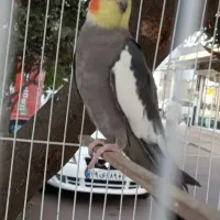 طوطی عروس نر سخنگو رام با قفس|پرنده|رشت, یخسازی|دیوار