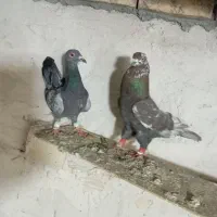 کبوتر پرنده|پرنده|اسفرورین, |دیوار