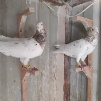 ۱۲تا کفتر سار زاغ روسفید کله سرخ و سیاه ساده نر