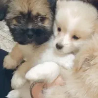 پامر خرسی و شیتزو تبتی