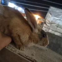 خرگوش|موش و خرگوش|مسجد سلیمان, |دیوار