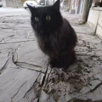 گربه پرشین سیاه خوشگل