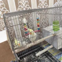 عروس هلندی|پرنده|خرمشهر, |دیوار