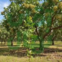 نهال انجیر استهبان شاه‌رقم خشکبار ایران|خدمات باغبانی و درختکاری|قم, میرزائیه|دیوار