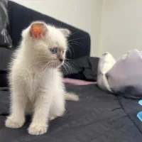 واگذاری گربه بریتیش ماده