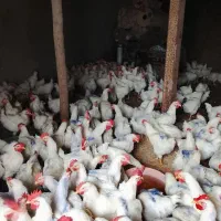 خروس گوشتی|حیوانات مزرعه|مریوان, |دیوار