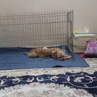 سگ اشپیتز ۹ ماهه