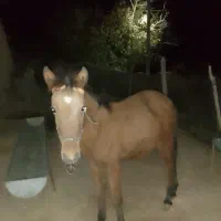 کره اسب ماده ارام به فروش میرسد