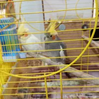 عروس هلندی