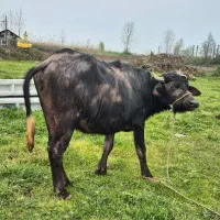 فروش گاومیش حامله