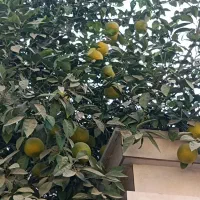 نارنج|گل و گیاه طبیعی|بندر گناوه, |دیوار