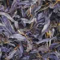 گلبرگ‌زعفران
