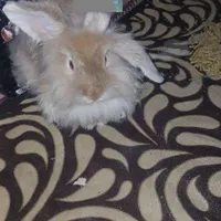 خرگوش