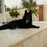ژرمن بلک مو بلند وارداتی